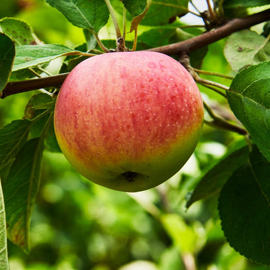 Triumph AppleTM Tree