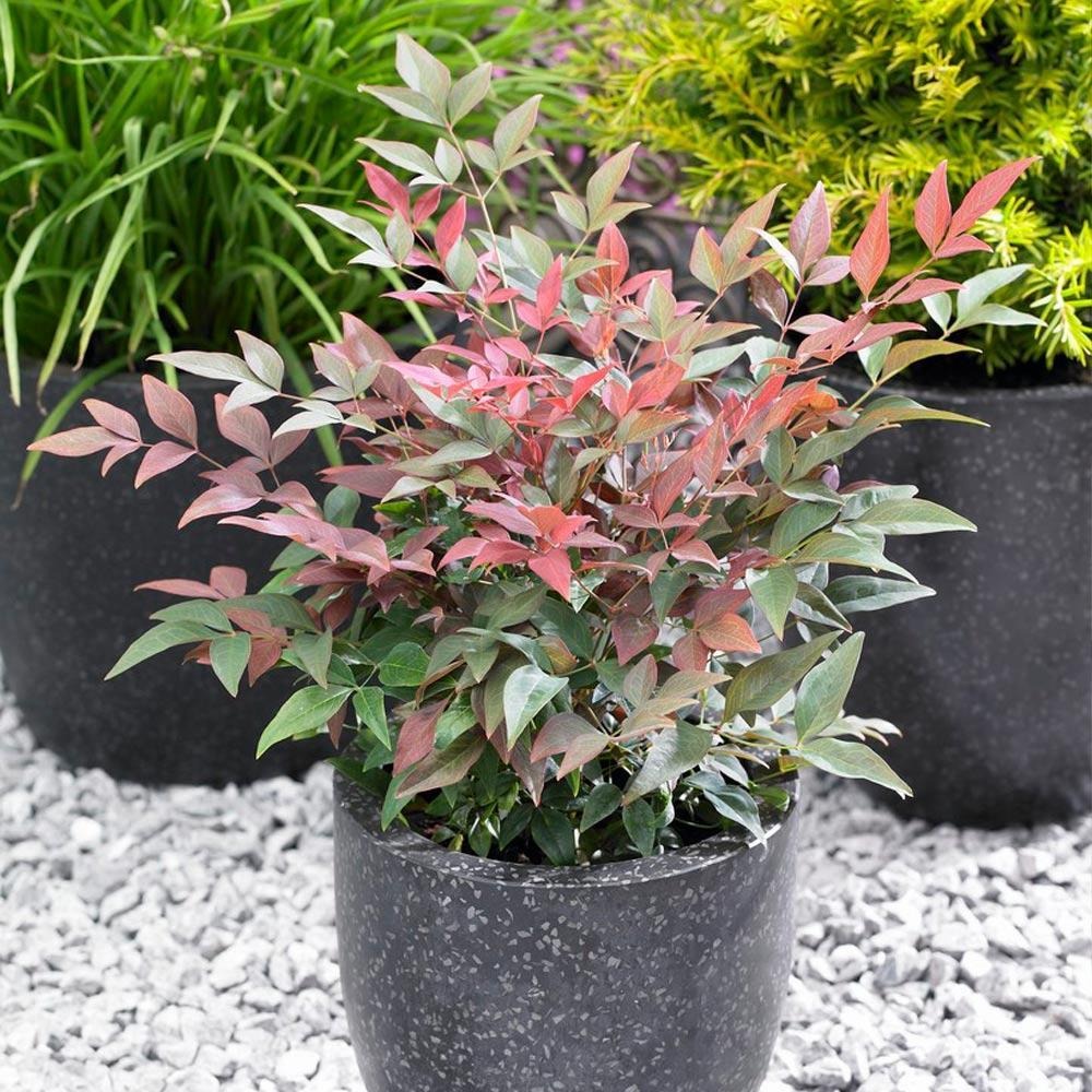 Southern Living® Blush PinkTM Nandina Shrub