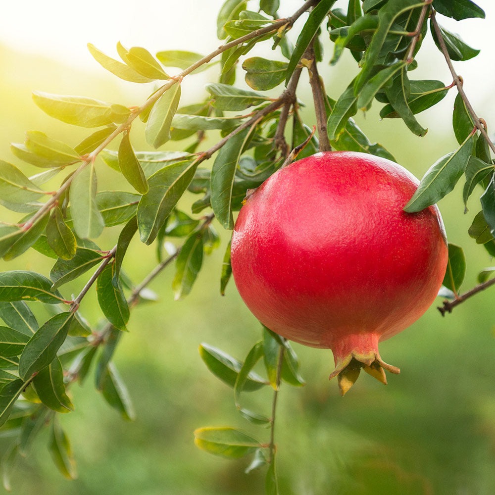 Eversweet Pomegranate Tree