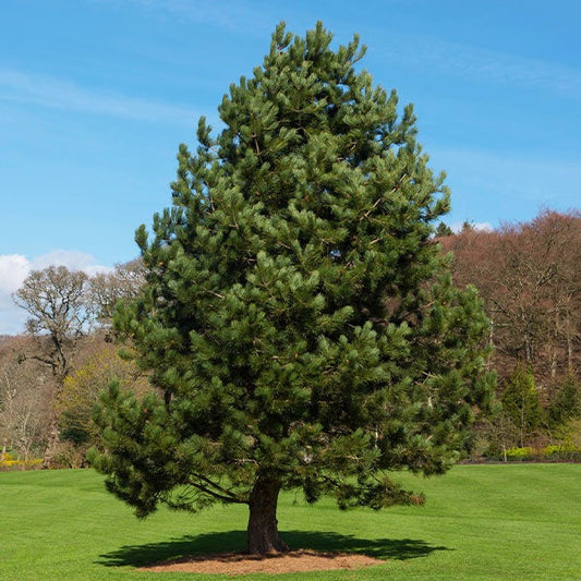 Austrian Pine Tree