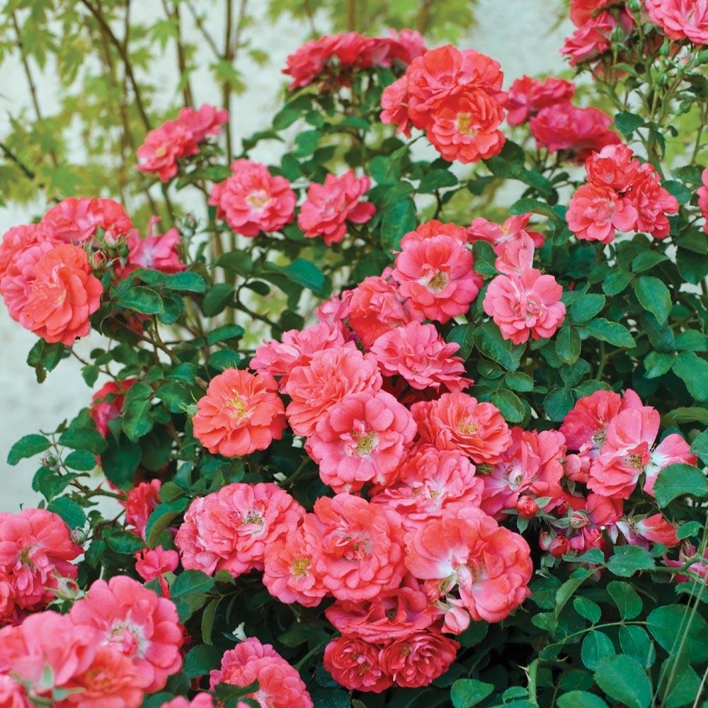 Rose Bushes