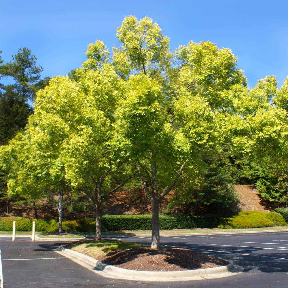 Lacebark Chinese Elm Tree