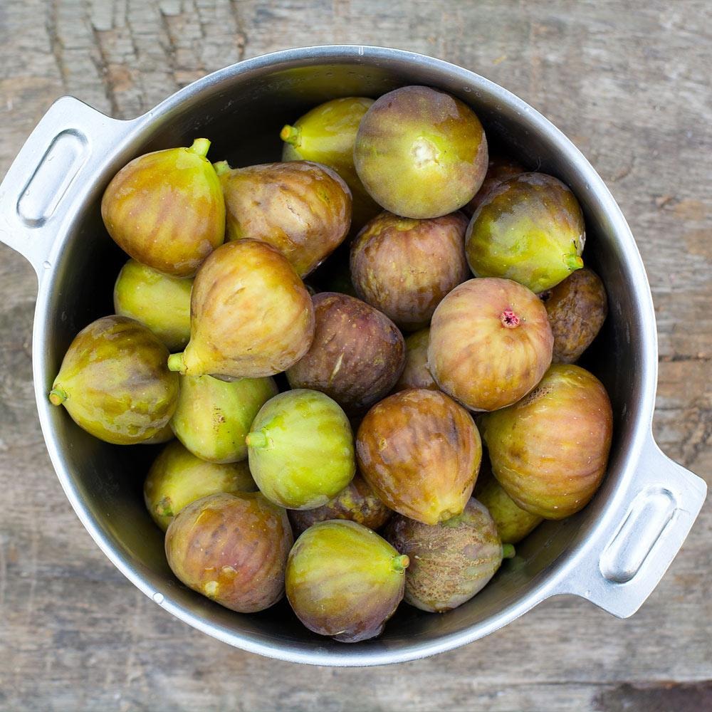 Brown Turkey Fig Bush