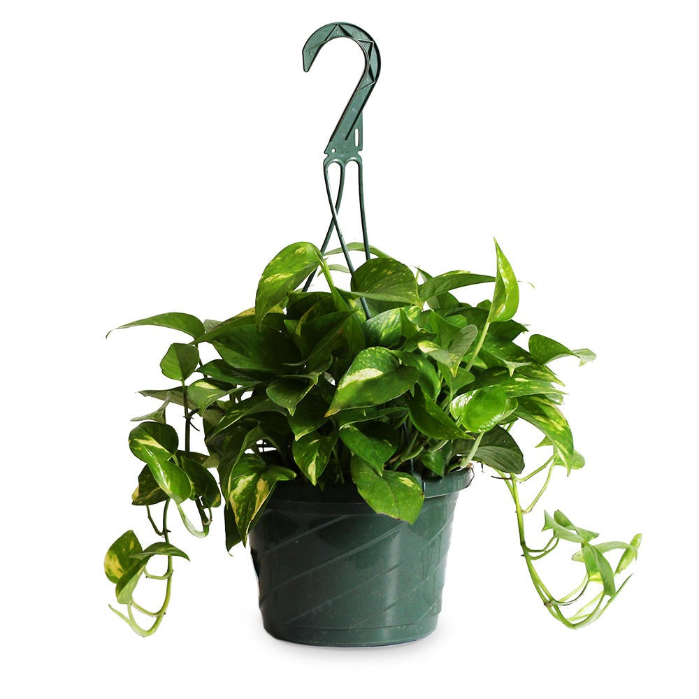 Golden Pothos