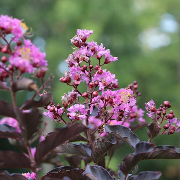 ThunderstruckTM Lavender BlastTM Crape Myrtle Tree