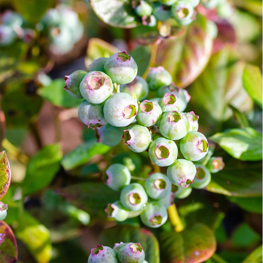 Southern Living® DownHome Harvest® I DeclareTM Blueberry Shrub