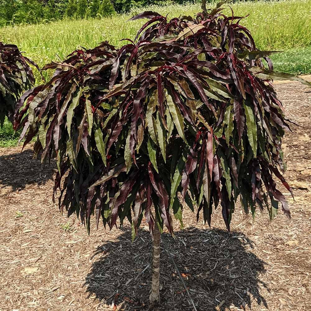 Ruby RuffleTM Patio Peach Tree