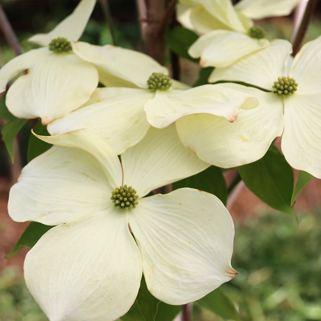 CloudburstTM Dogwood Tree