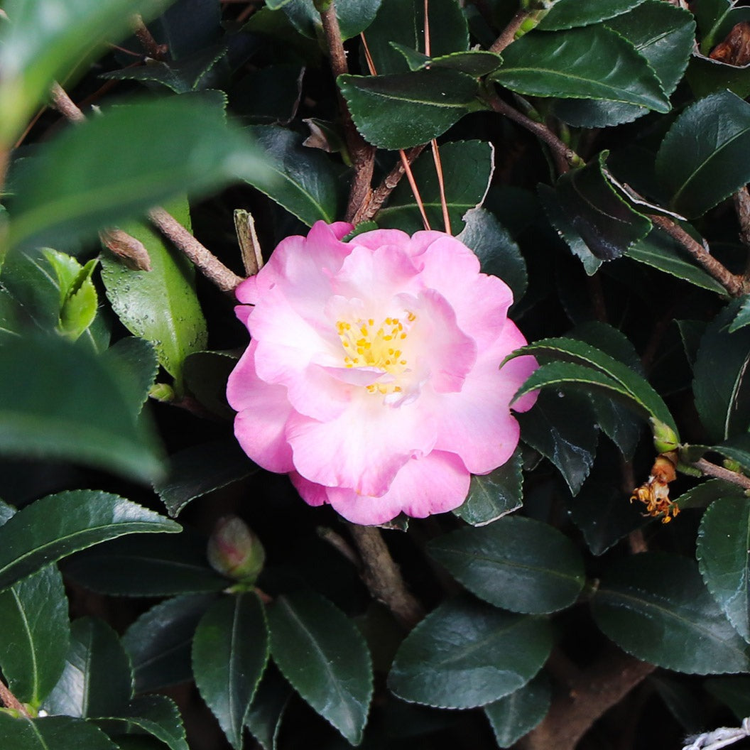 Southern Living® October Magic® OrchidTM Camellia Shrub