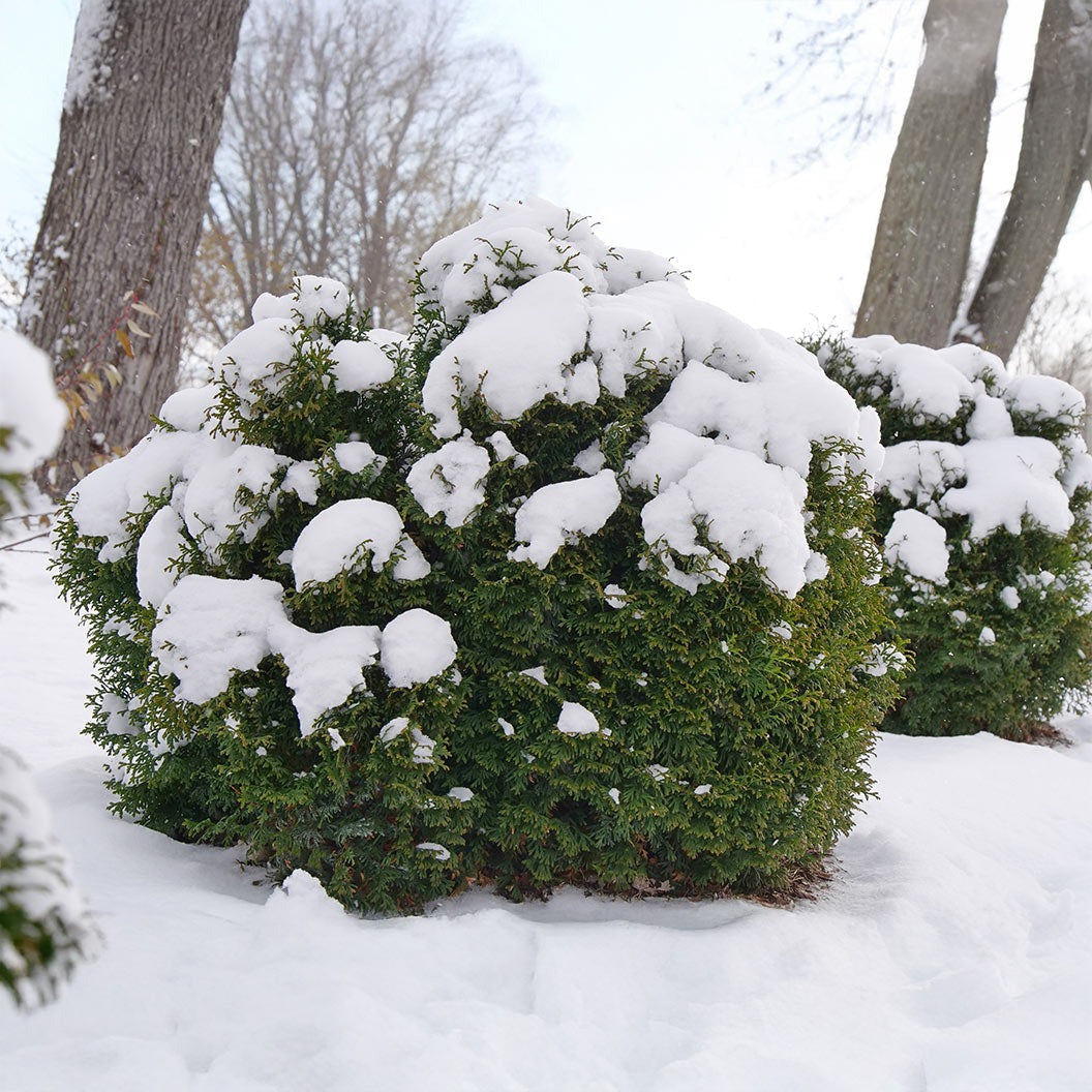 Proven Winners® Tater Tot® Arborvitae