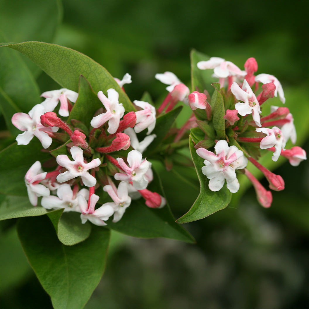 Proven Winners® Sweet Emotion BlazeTM Abelia