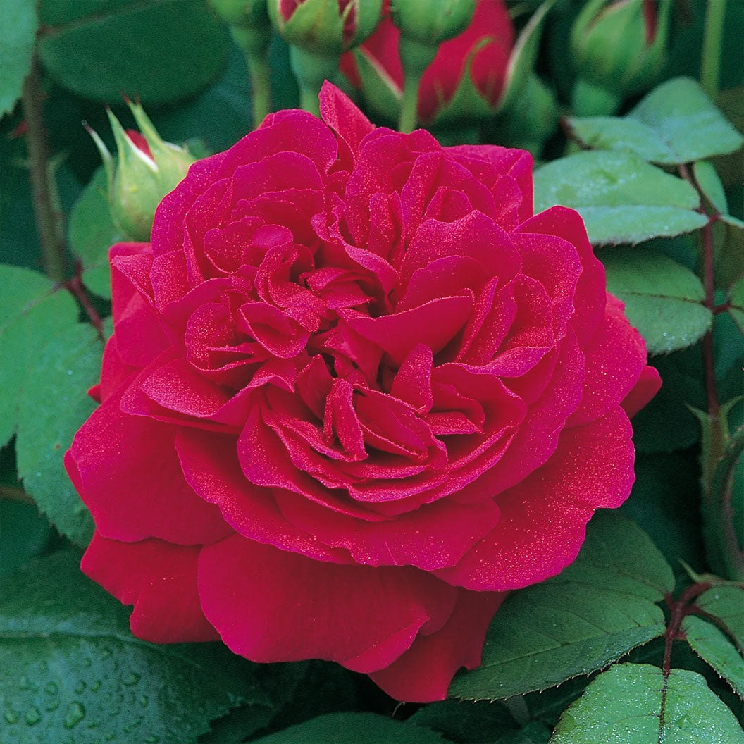 David Austin® Tess of the d’UrbervillesTM Climbing Rose