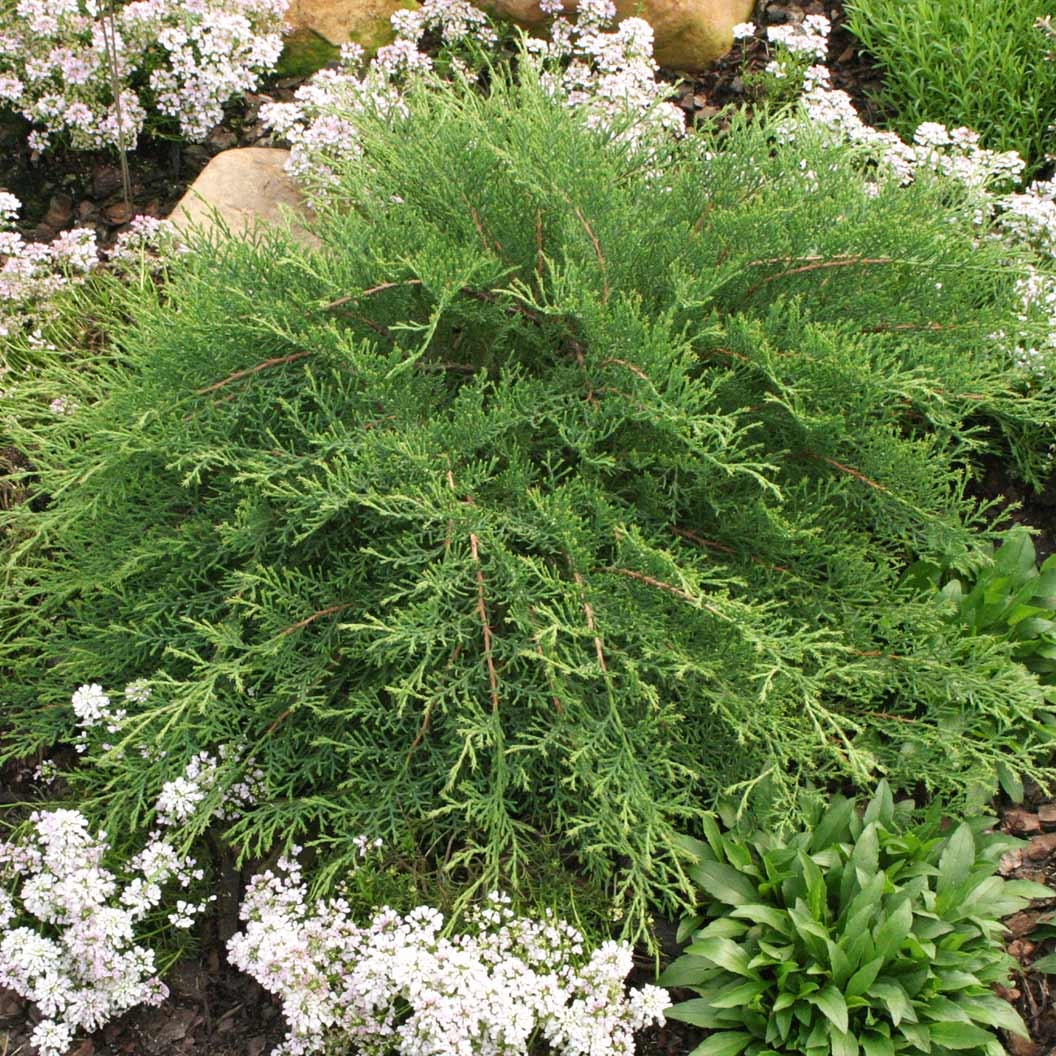 Proven Winners® Celtic Pride® Siberian Cypress Shrub