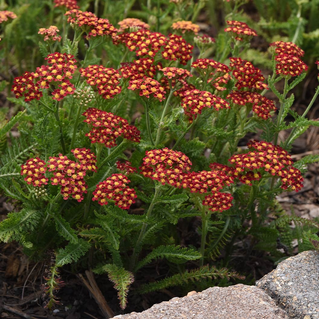Milly RockTM Red Yarrow Plant