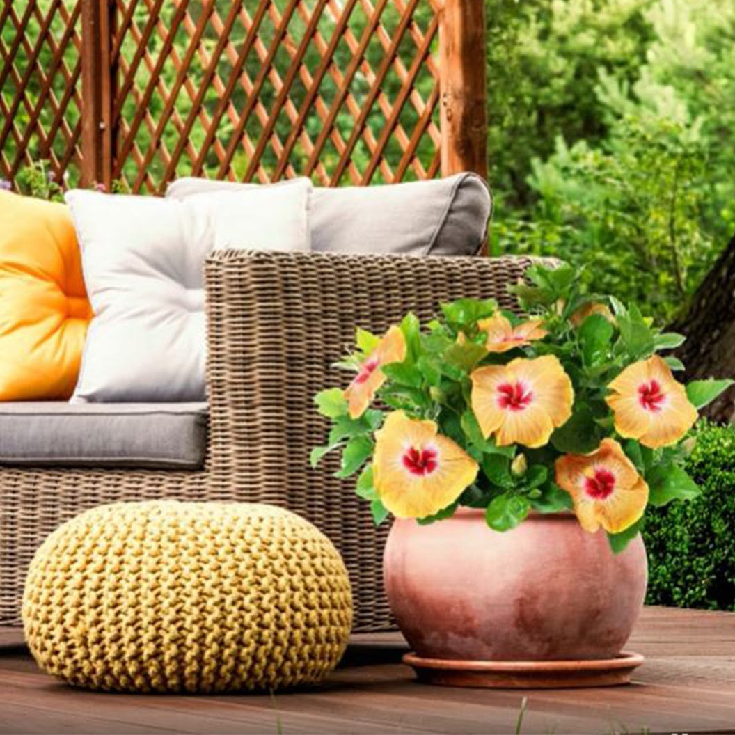Proven Winners® Golden GlobeTM Hollywood® Hibiscus