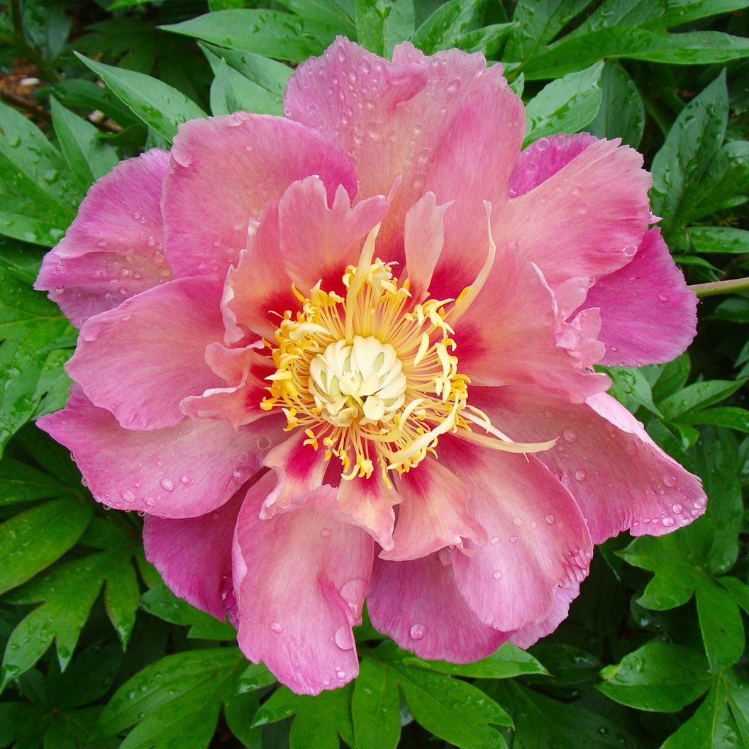 Garden Candy® Sweet TreatTM Itoh Peony Plant