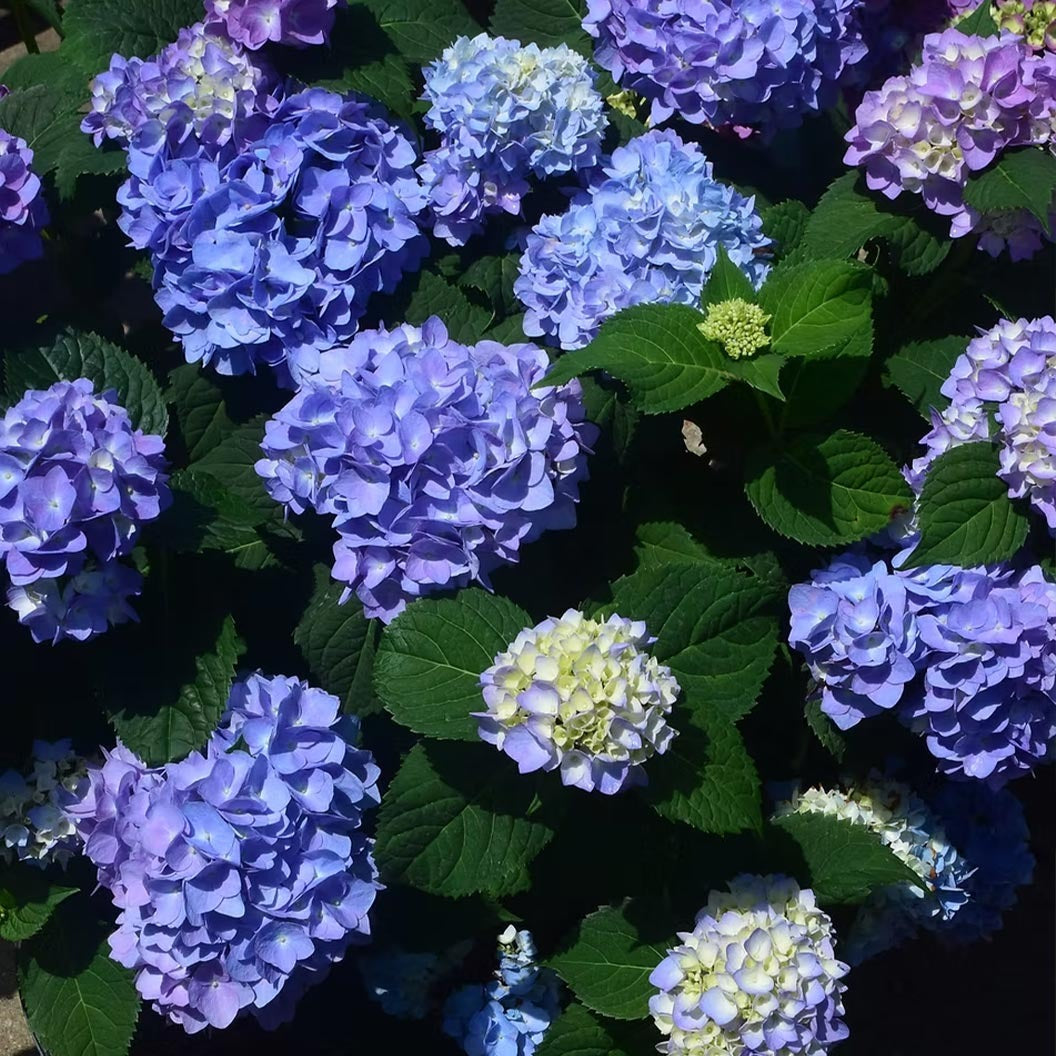 Garden District Blushing BluesTM Hydrangea Bush