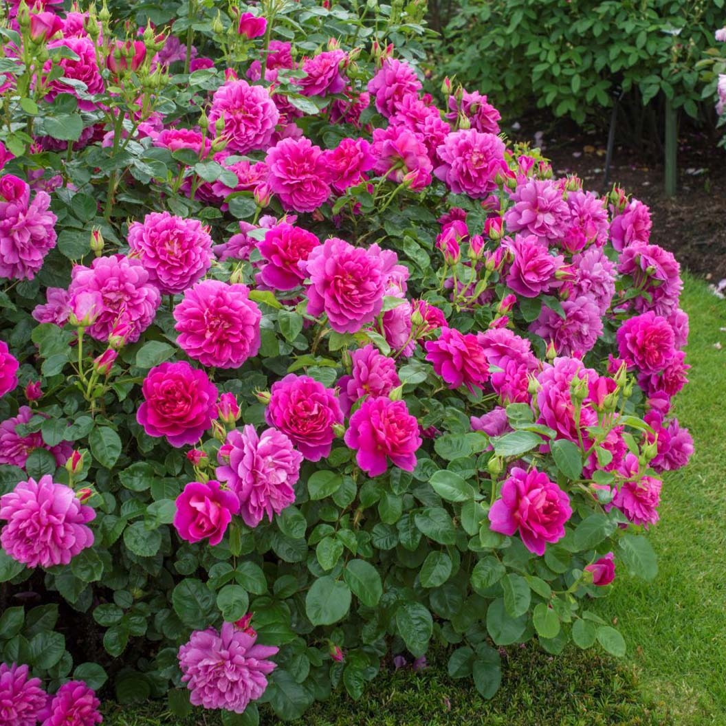 David Austin® Princess AnneTM Rose Shrub