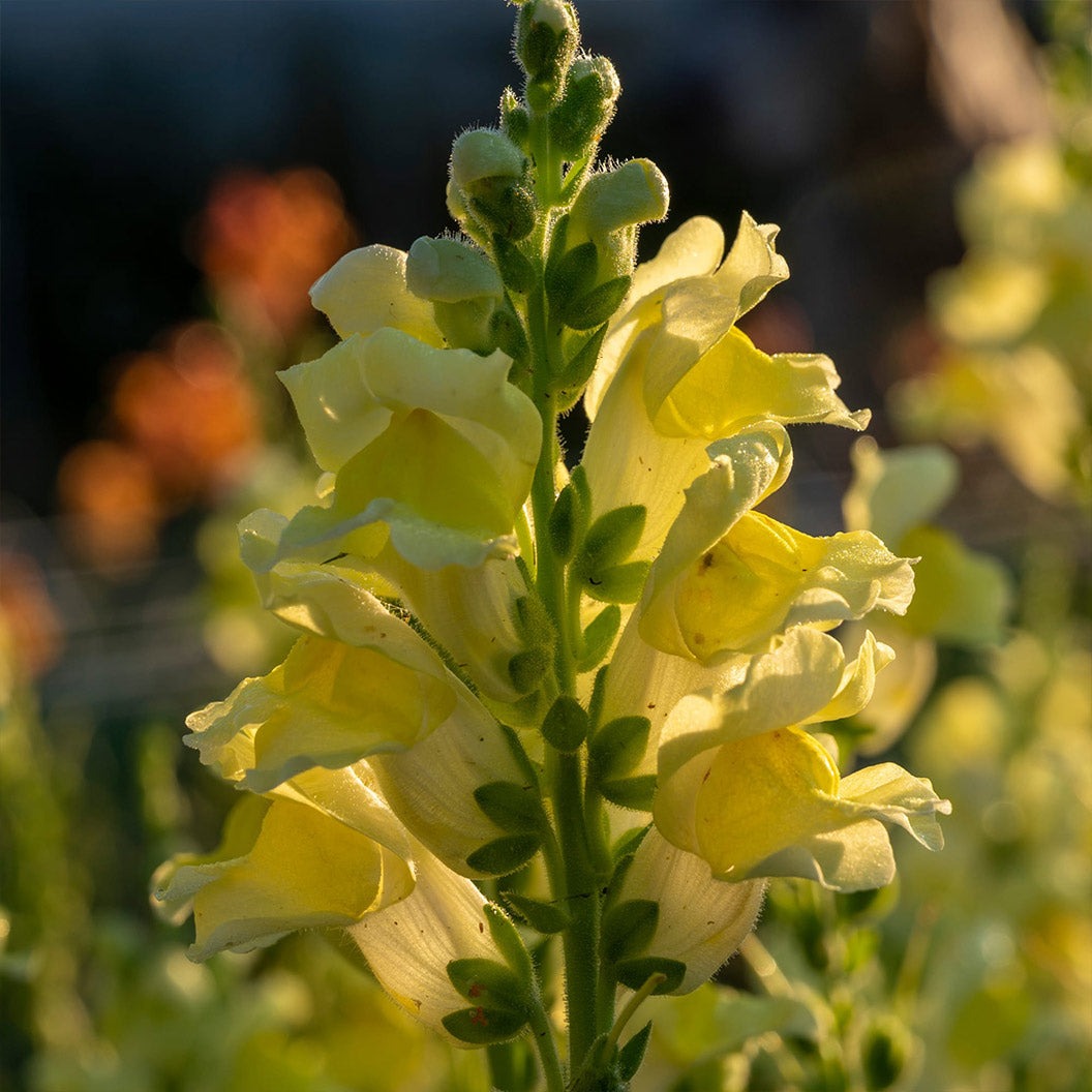Liberty ClassicTM Yellow Snapdragon Plant
