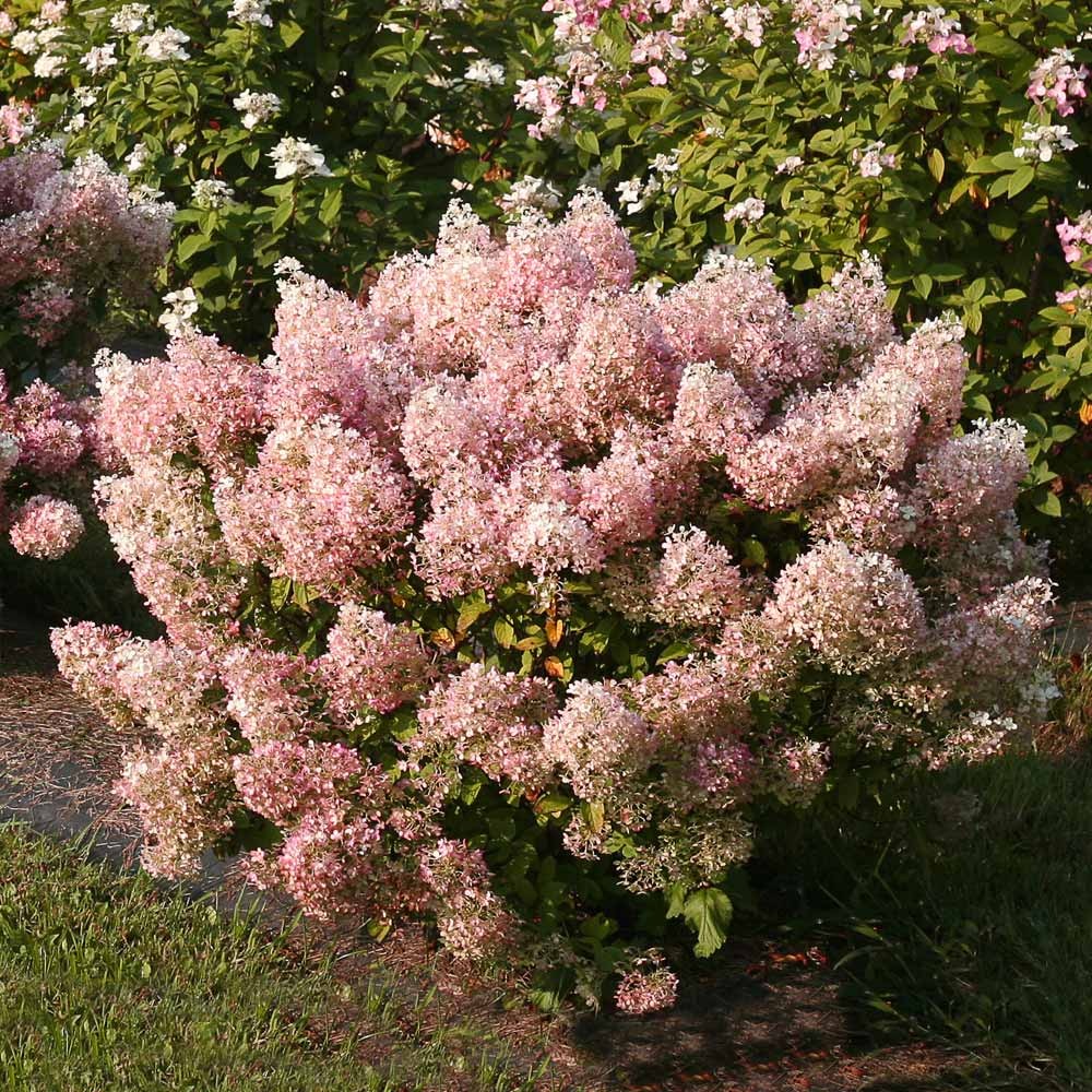 Proven Winners® Bobo® Hydrangea Shrub