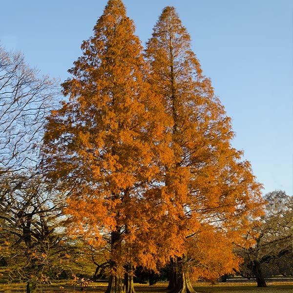 Amber GlowTM Redwood Tree