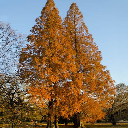 Amber GlowTM Redwood Tree