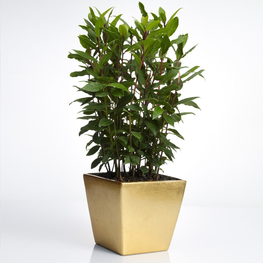 Bay Laurel - USDA Organic