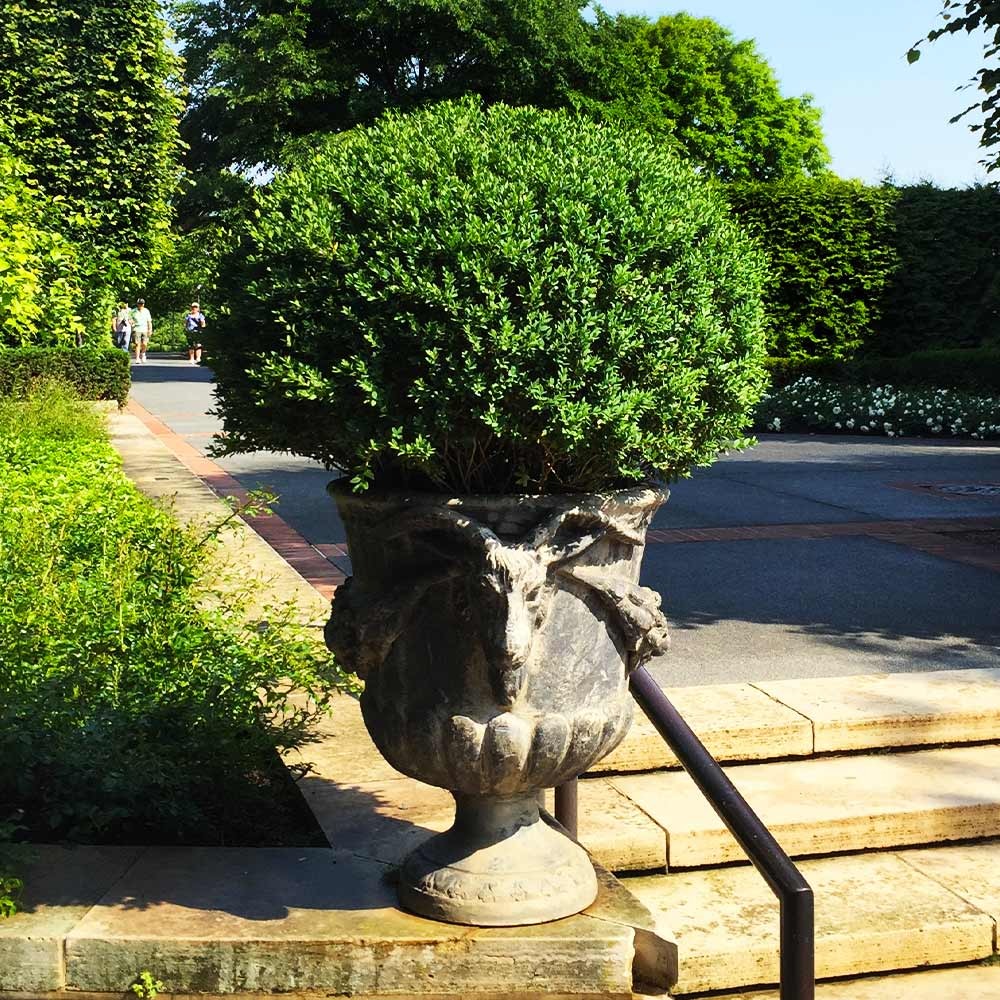 Green Velvet Boxwood Shrub