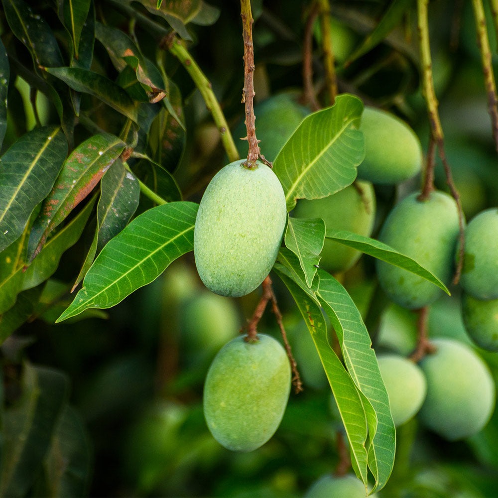 Condo Mango Tree