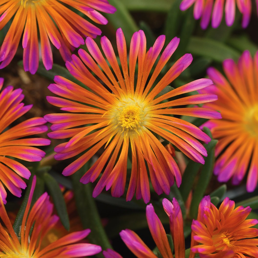 Better Versions® Ocean SunsetTM Orange Glow Ice Plant
