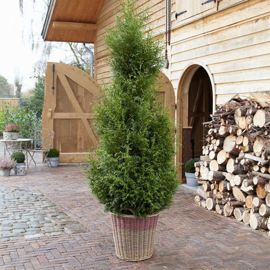 Sugar and SpiceTM Thuja