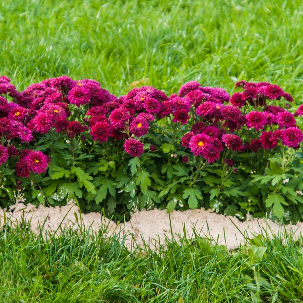 Purple Belgian Mums®
