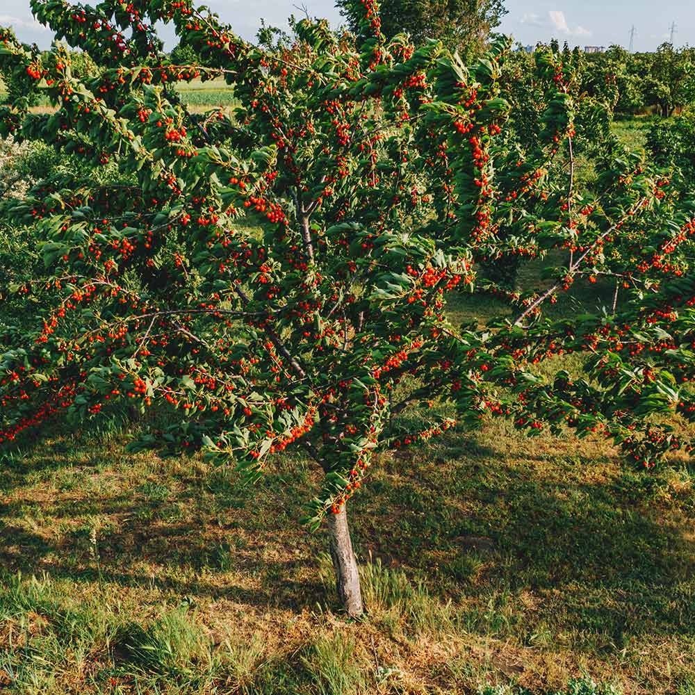 Montmorency Cherry Tree