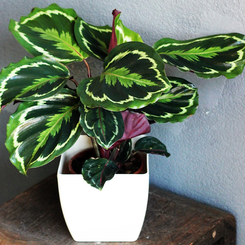 Calathea Medallion
