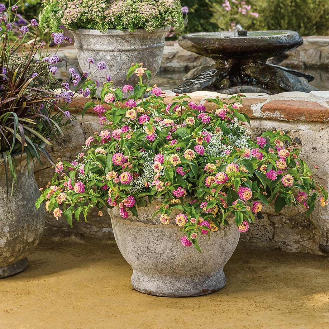 Proven Winners® Luscious® Pinkberry BlendTM Lantana