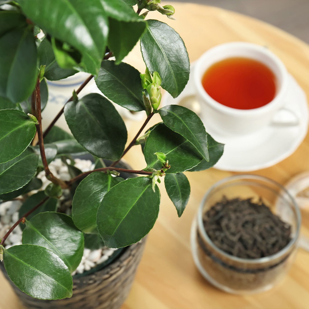 Gift Ideas for Any Occasion