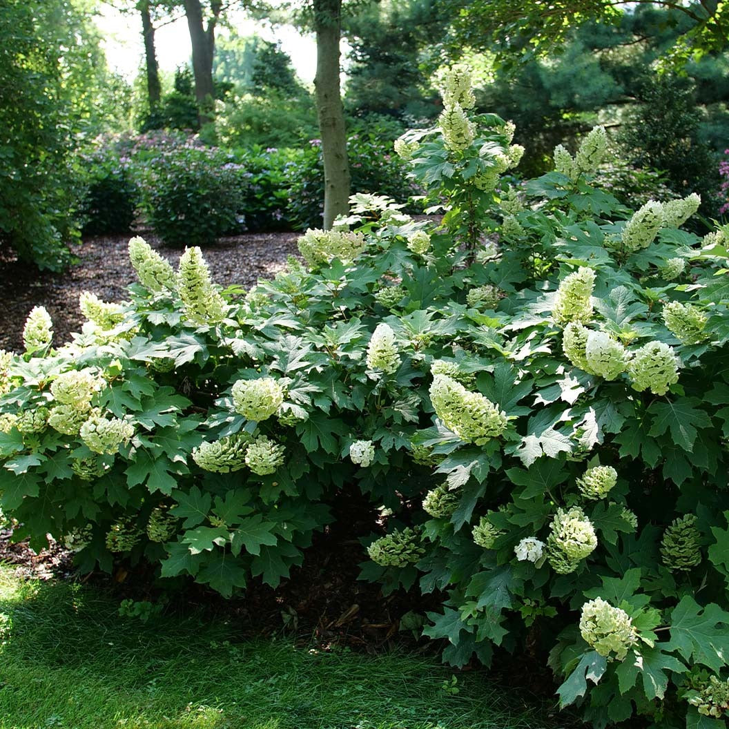 Proven Winners® Gatsby Glow BallTM Oakleaf Hydrangea