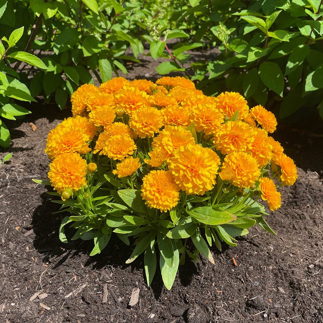 SolannaTM Golden Sphere Coreopsis Plant
