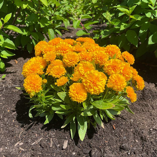 SolannaTM Golden Sphere Coreopsis Plant
