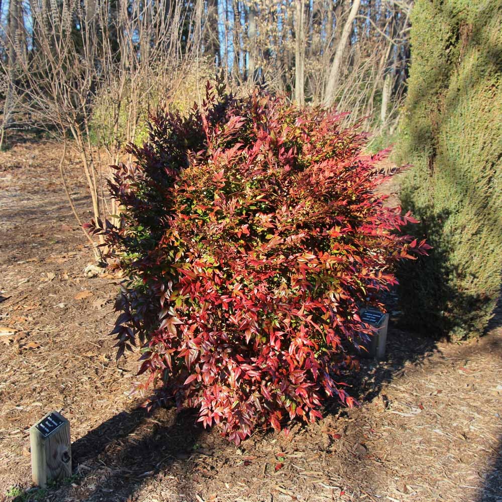 Southern Living® ObsessionTM Nandina Shrub