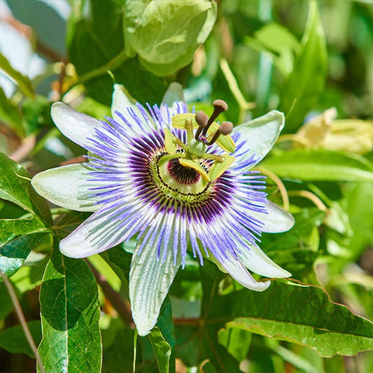 Passion Fruit Vine