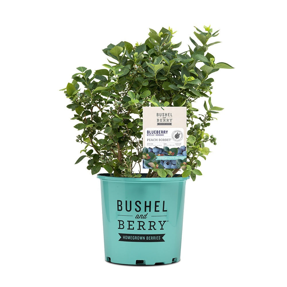 Bushel and Berry® Peach SorbetTM Blueberry Bush