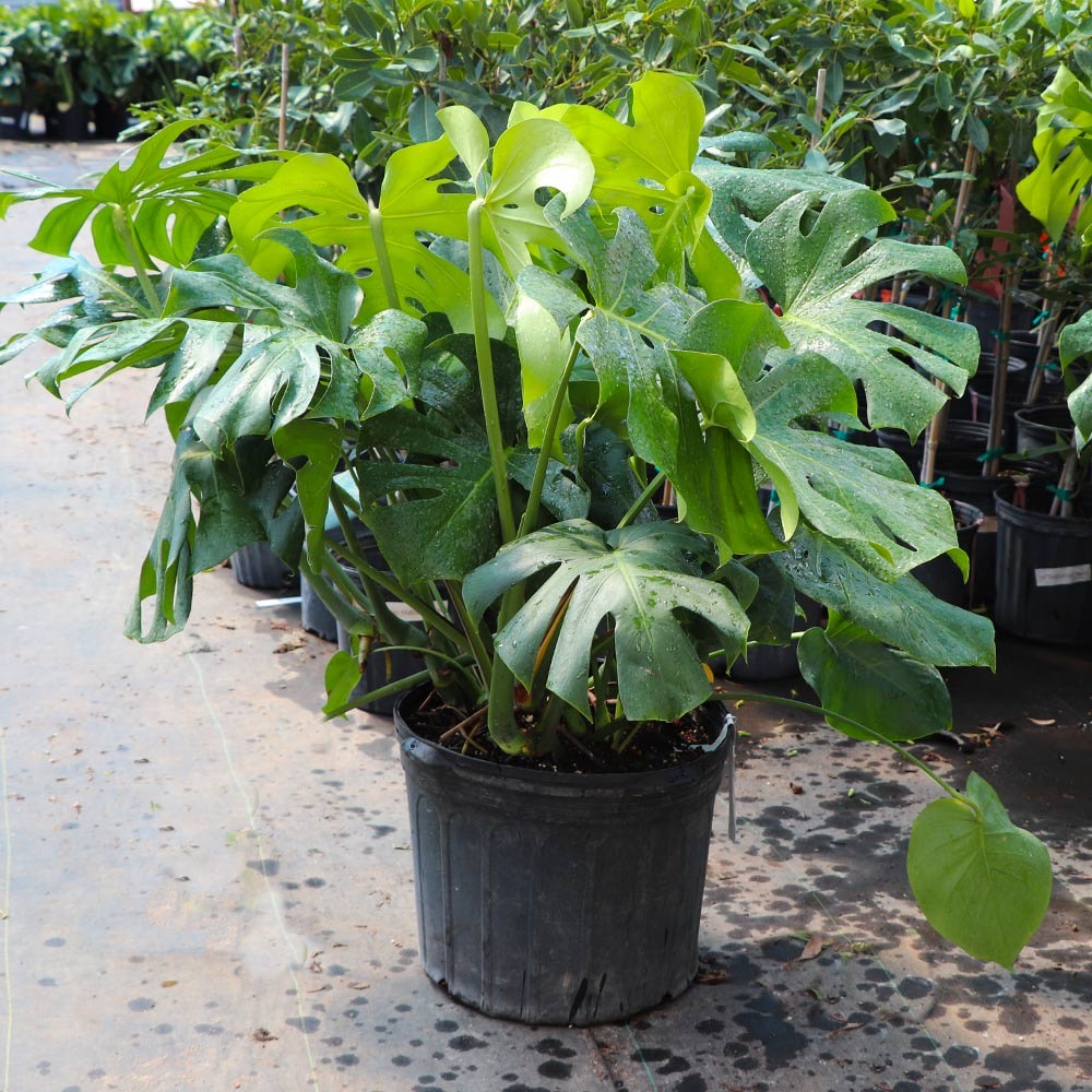 Monstera Deliciosa (Swiss Cheese Plant)