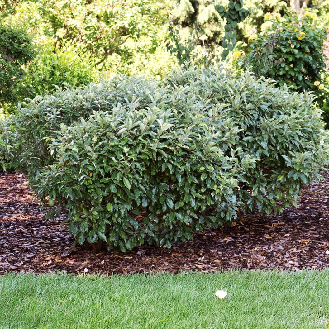 Proven Winners® Fire Ball SeedlessTM Burning Bush
