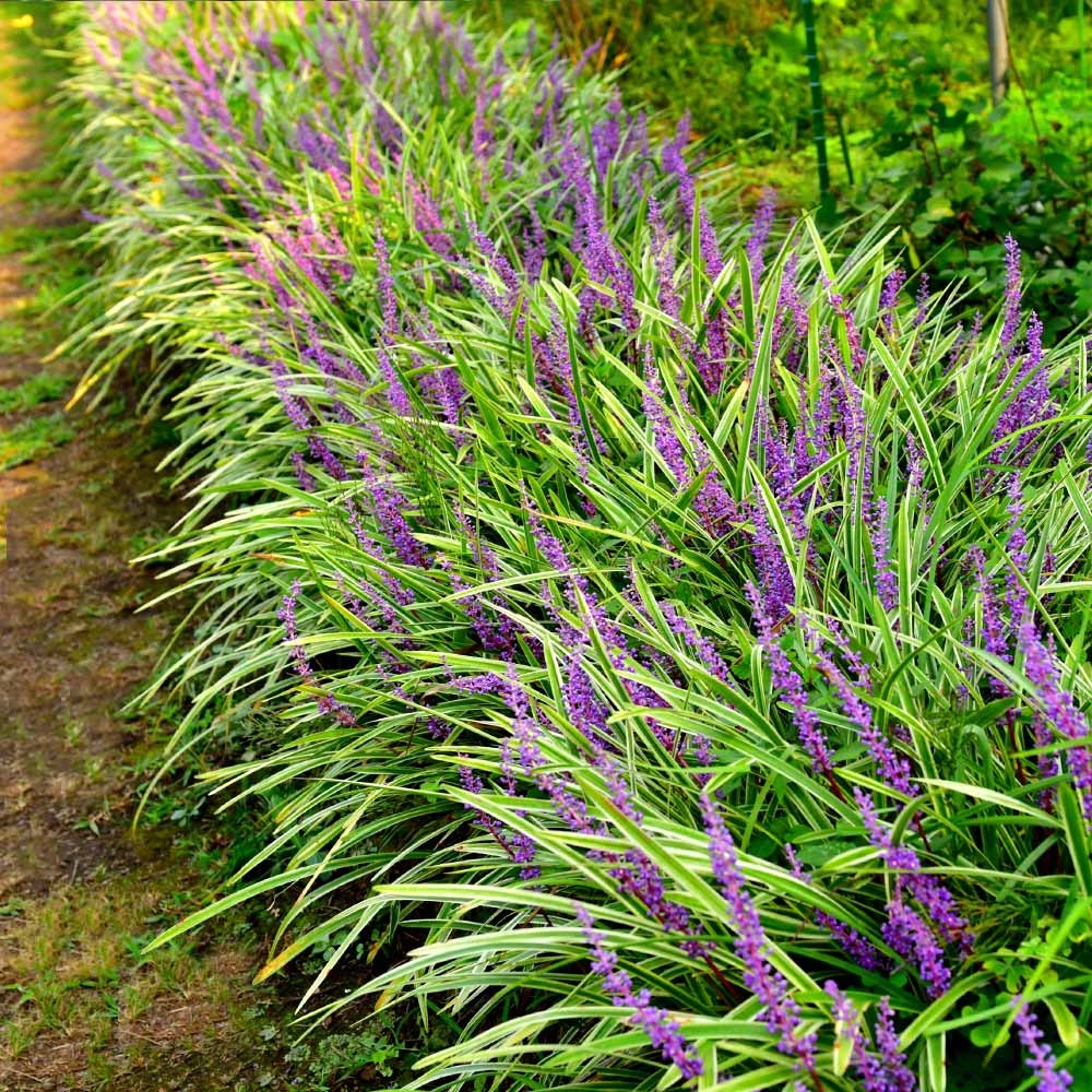 Perennial Plants