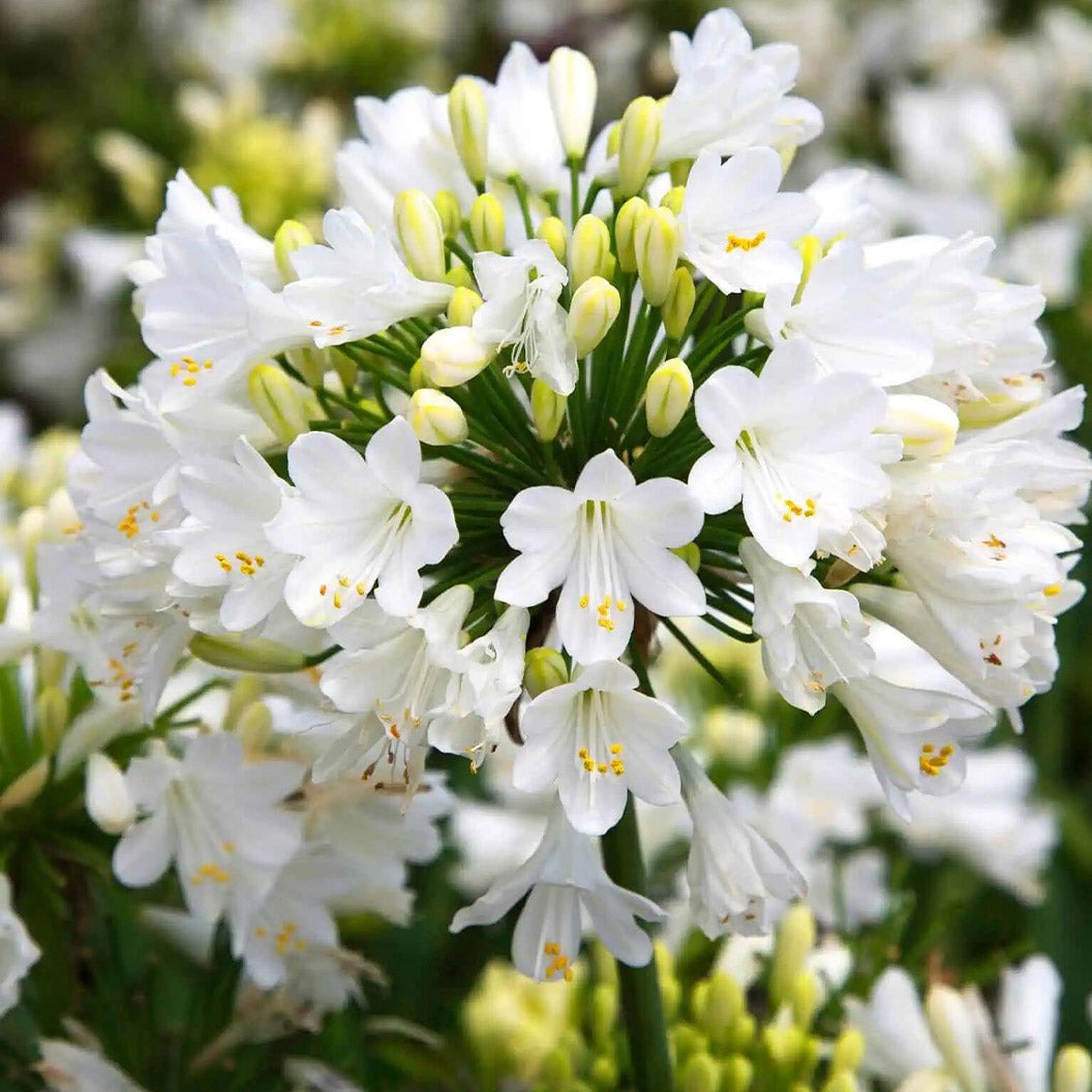 Ever WhiteTM Agapanthus Plant