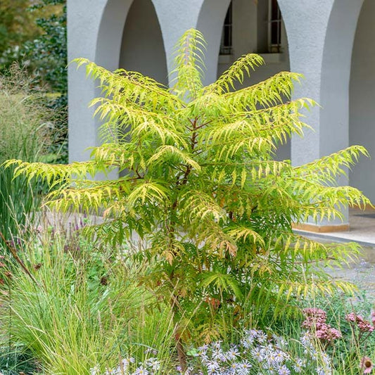 Tiger Eyes® Sumac Shrub