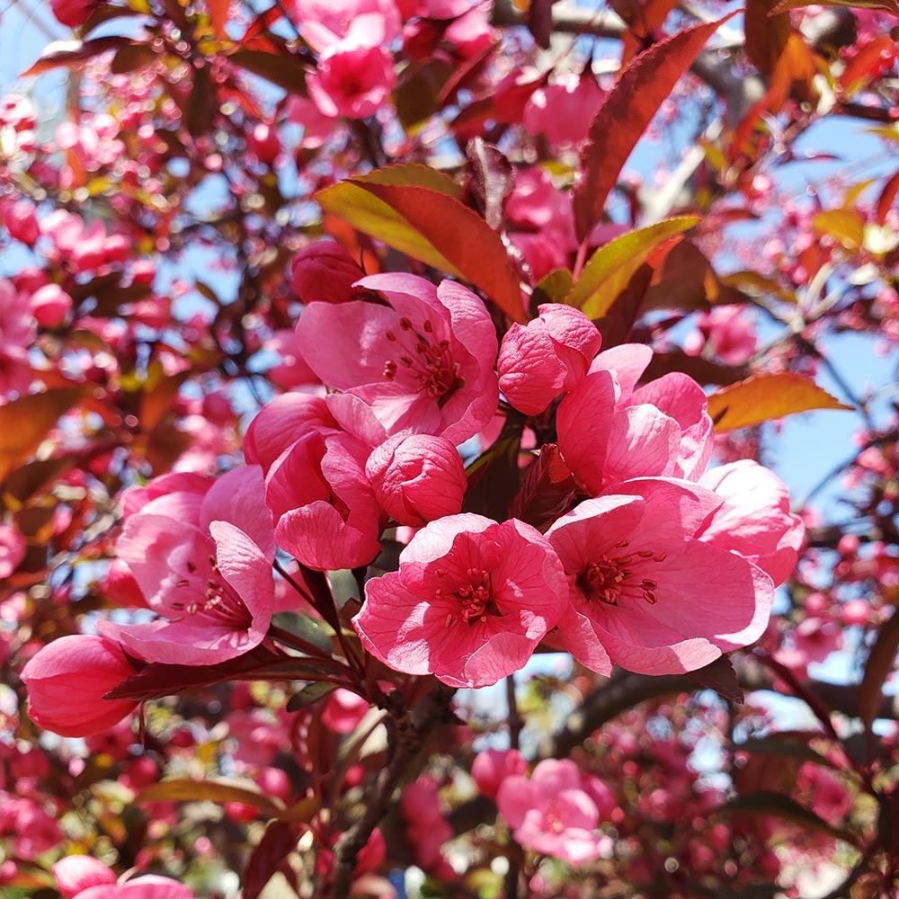 Proven Winners® Show TimeTM Crabapple Tree