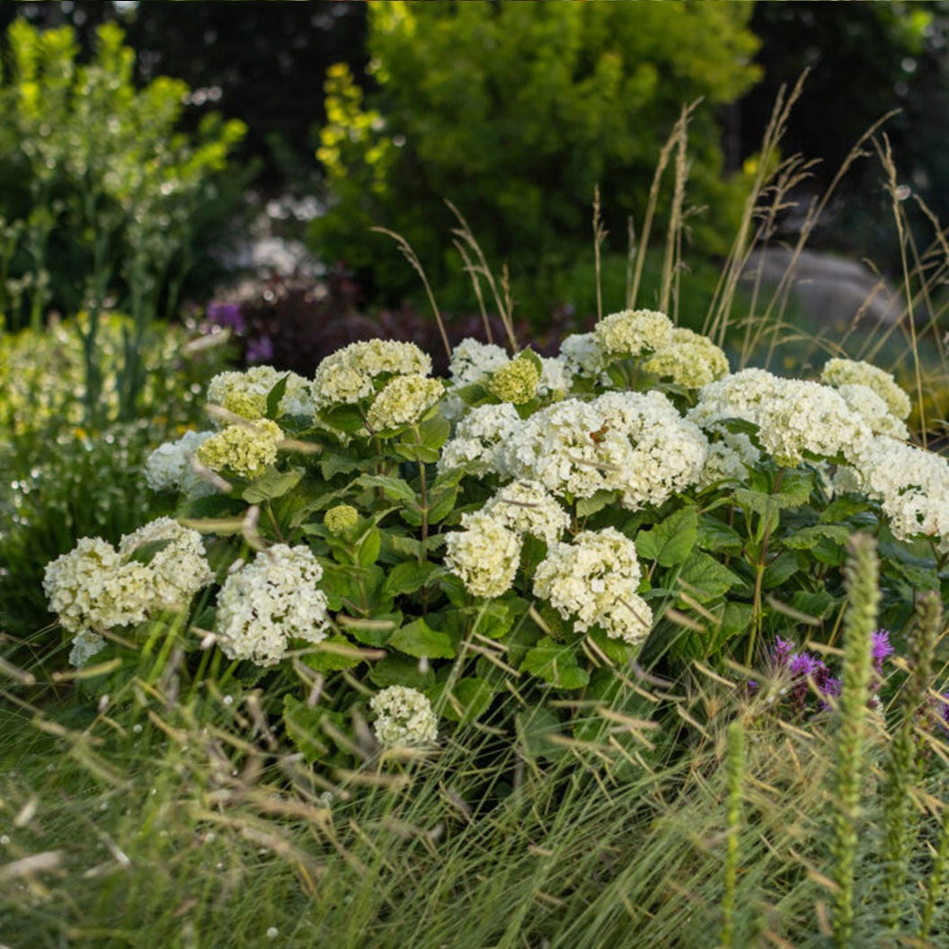 FlowerFull® Smooth Hydrangea