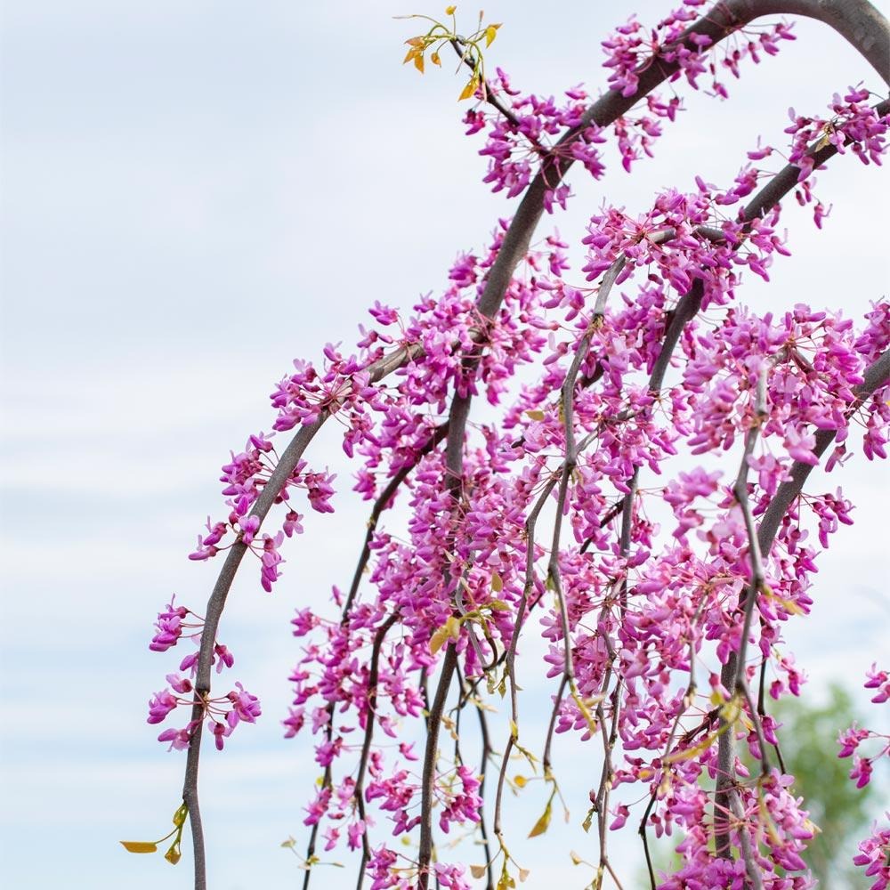 Bloomables® Golden Falls® Redbud Tree